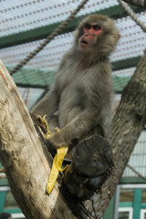 Obraz premium Surprised monkey with banana peel