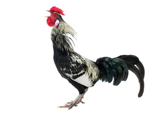 singing rooster isolated © fotomaster