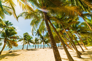 Fototapeta na wymiar Palm trees and white sand in Bois Jolan beach in Guadeloupe