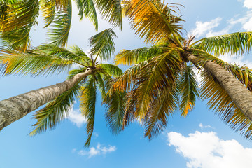 Fototapeta premium Coconut palm trees seen from below in Guadeloupe
