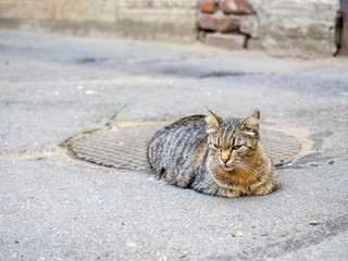 Brown cat lay on cement ground