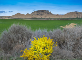 Flower and cereal plantation in the Bardenas with the desert zone in the background, Navarra