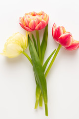 Spring flowers, tulips on pastel colors background. Retro vintage style.