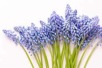 Fototapeta premium Spring blue muscari flowers. Muscari flowers on pink pastel background. Spring greeting card.