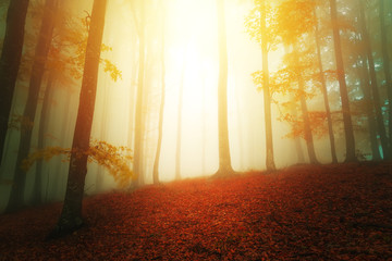 Sun lights in fantasy woods scenery with fog between trees
