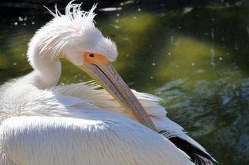 Single pelican near pond puts the wings in order