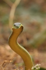 Jamesons green mamba, a highly venomous species occurring in Eastern Africa, showing warning behavior.