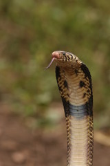 Brown forest cobra, a highly venomous species showing warning behavior.