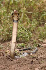 Brown forest cobra, a highly venomous species showing warning behavior.
