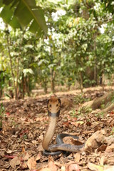 Brown forest cobra in banana plantation. A highly venomous species showing warning behavior.