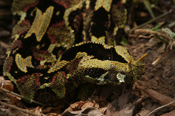 Butterfly viper, also called rhinoceros viper, river jack or arrowhead viper in its natural habitat. An extremly venomous animal occurring in African rain forests.
