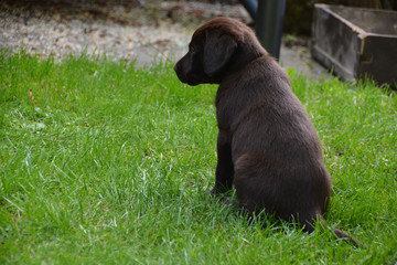 The brown labrador puppy