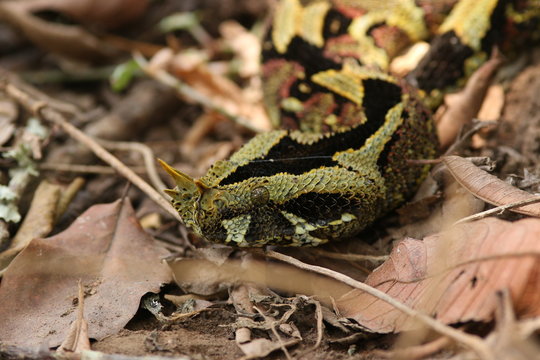 Butterfly viper, also called rhinoceros viper, river jack or arrowhead viper in its natural habitat. An extremly venomous animal occurring in African rain forests.