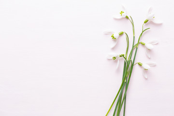 Fototapeta na wymiar Fresh snowdrops on pink background with place for text. Spring greeting card.