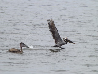 pelicans in flight