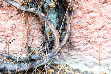 texture pink concrete wall