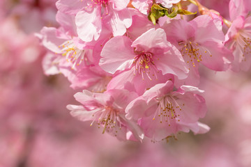 Kawazuzakura of Sakuma Dam located in Kyonan town Awa district, Chiba Prefecture, Chiba Prefecture, Japan