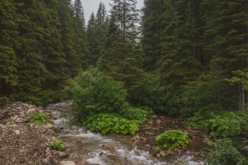 Fototapeta na wymiar The waters of the mountain river flow through the forest amongst the rocks. Carpathian Mountains