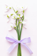 Fresh snowdrops on pink background with place for text. Spring greeting card.