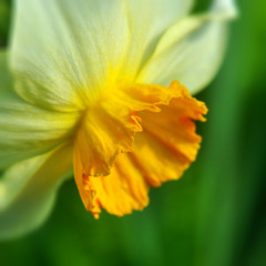 Fototapeta premium Daffodils.