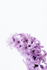 Light lilac hyacinth flower, isolate on a white background