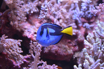 Fototapeta na wymiar The blue fish with corals
