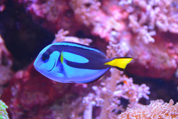 Fototapeta na wymiar The coral reef with fish