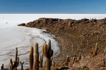 Isla de Pescado - wyspa na środku solnikska Salar de Uyuni