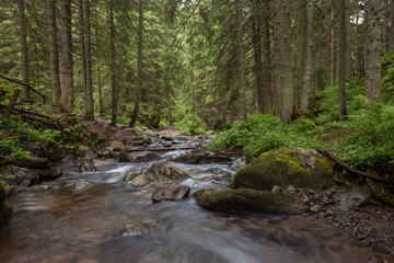 Naklejka na ściany i meble Mountain stream in the woods. Carpathians
