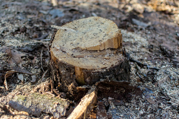 The stump of the sawed tree.