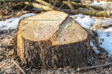 The stump of the sawed tree.