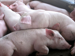 Cerdos rosados Panaca colombia