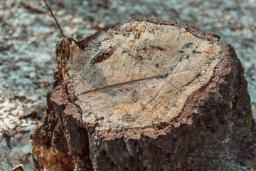 The stump of the sawed tree.