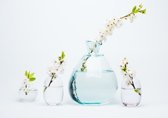 White spring blooming flowers in vases on a blue background