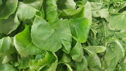 Close up view of lush green leaves of spinach vegetables. Vegetable background.