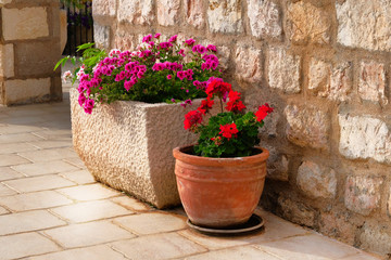 Pots with bushes of blooming plants. Landscape design. Geranium. Bushes with red and purple flowers in light ceramic flower pots.