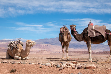 Dromedare in der Wüste von Marokko