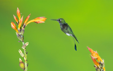Booted Racket-tail Hummingbird (Ocreatus underwoodii), Tandayapa, Ecuador