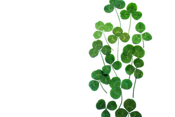 a clover isolated on white background. Top view