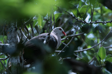 Mauritius Pink Pigeon