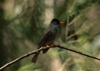 Réunion Bulbul