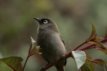 Réunion Olive White-eye