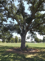 old oak tree