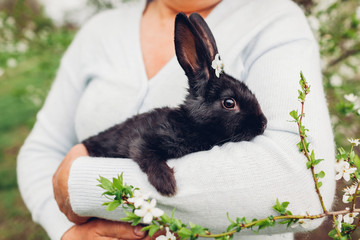 Farmer holding black rabbit in spring garden. Little bunny with flowers on head sitting in hands