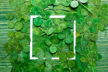 Green leaves of clover and paper frame. Top view. Flat lay