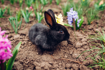 Little black baby rabbit sitting among spring flowers in garden. Easter concept