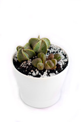 Cactuses in the white pot on a white background. Isolated succulents. Lithops. Bright green houseplant. House plant in the pot.