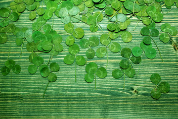 Green real clover leaf on wooden background. top view