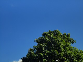 Obraz premium green tree and blue sky