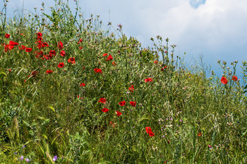 Red poppy flowers